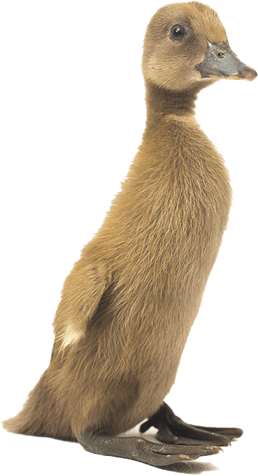 Image d'un Canard