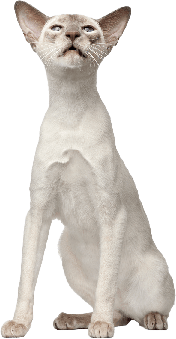 Image d'un chat