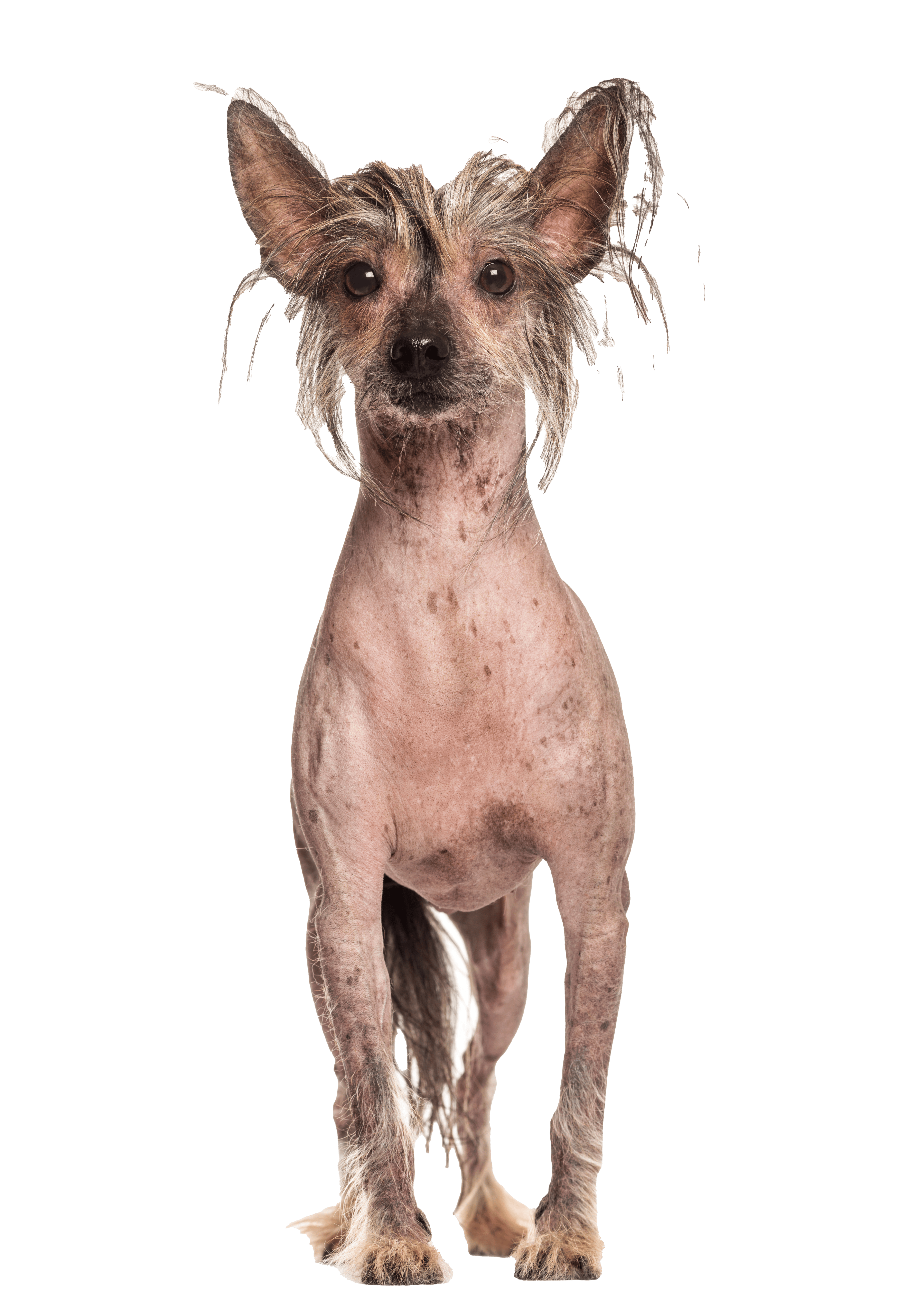 Image d'un Dog